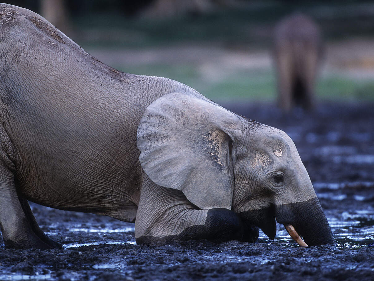 Ein afrikanischer Waldelefant gräbt mit Rüssel und Stoßzähnen in mineralreichem Schlamm