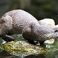 Fischotter © Ralph Frank / WWF