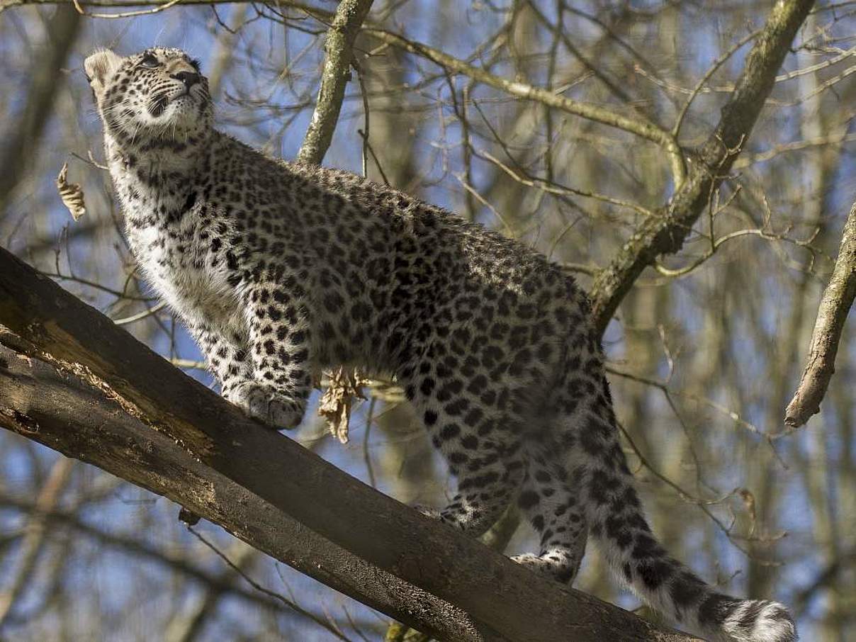 Kaukasus-Leopard auf einem Ast © Daniel Manganelli / WWF