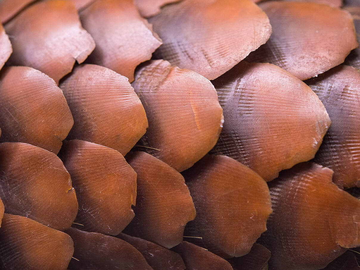 Nahaufnahme der Schuppen eines Schuppentiers