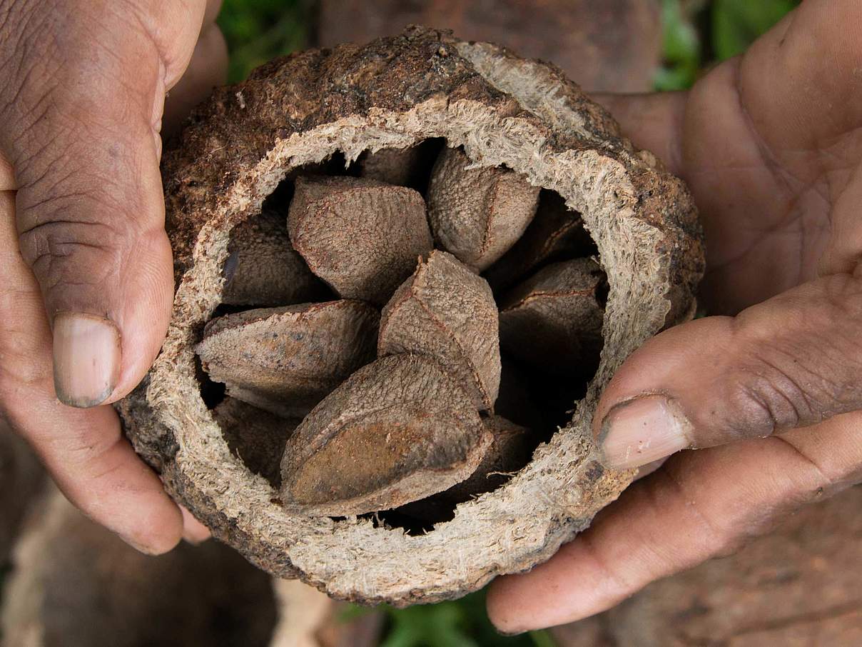 Brasilianische Nüsse © Zig Koch / WWF Brasilien