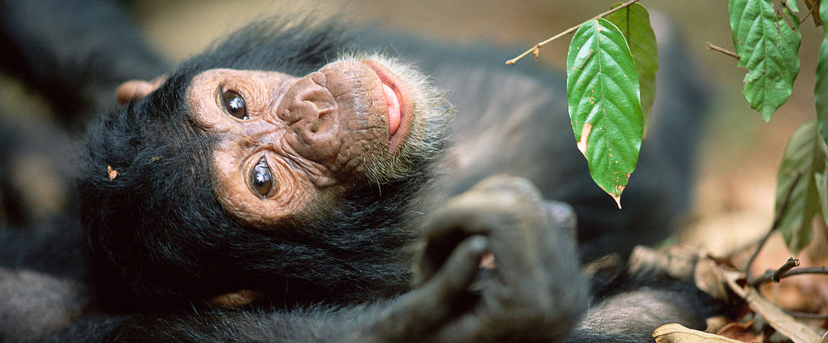 Schimpansennachwuchs © naturepl.com / Anup Shah / WWF