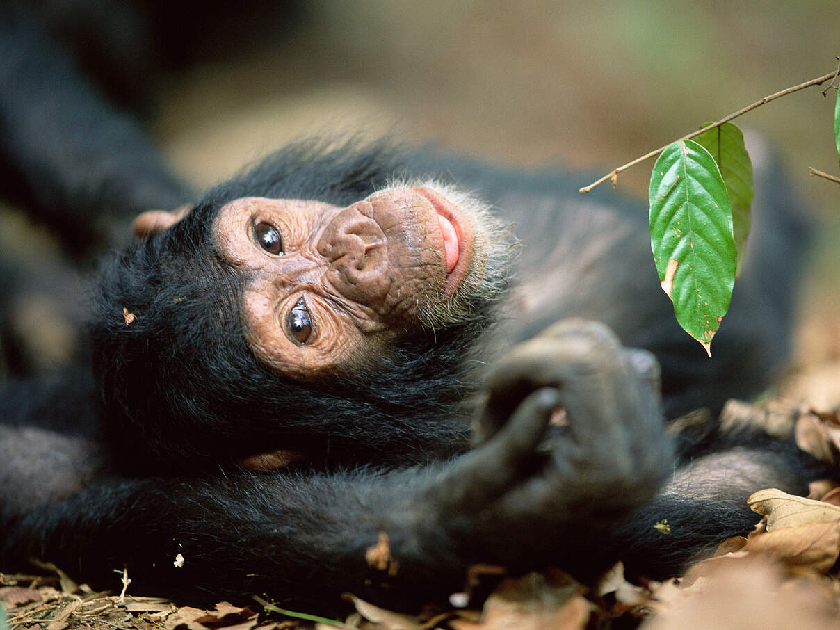 Schimpansennachwuchs © naturepl.com / Anup Shah / WWF