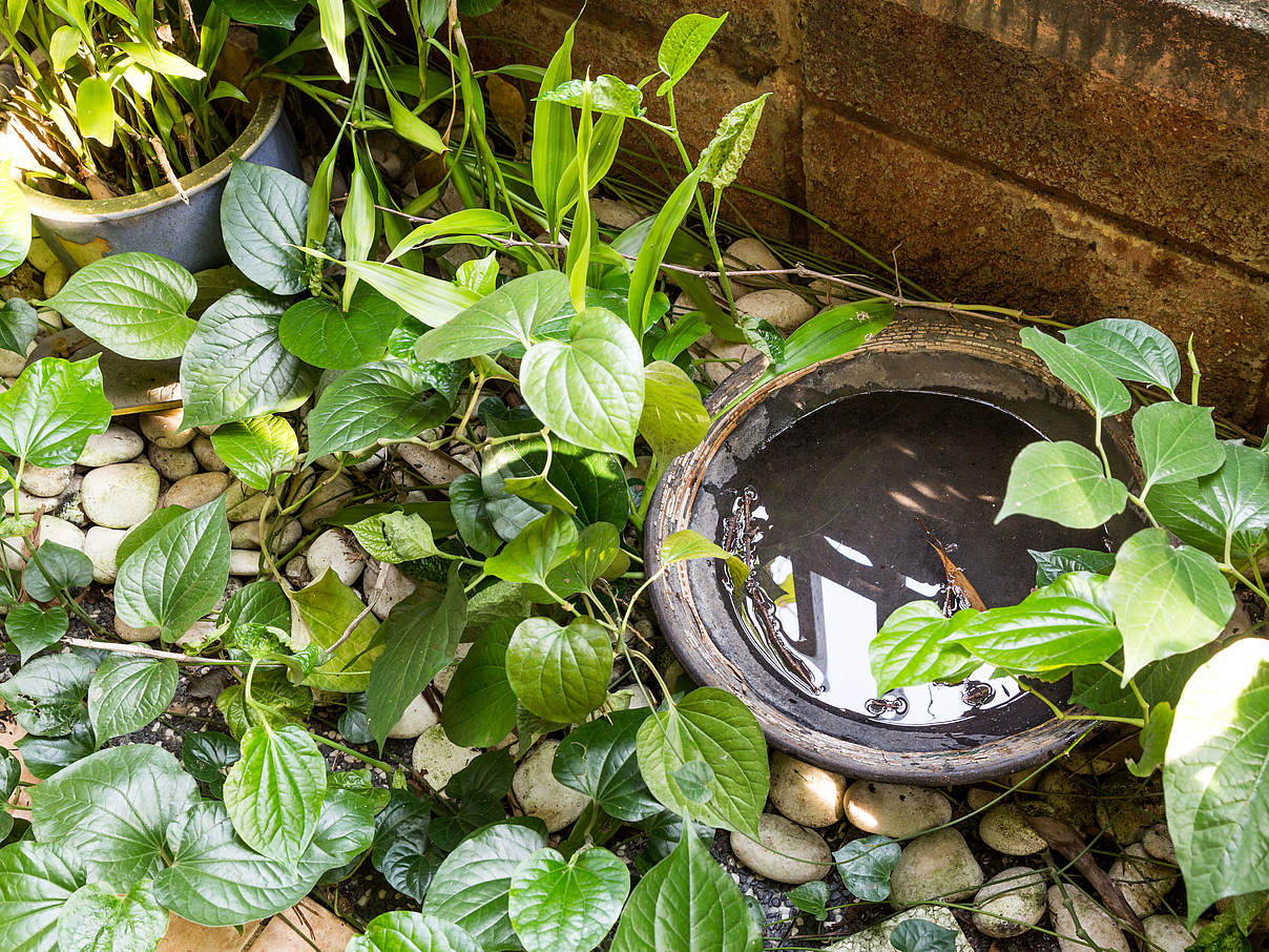 Wasserschale im Garten © GettyImages