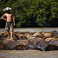 Stämme illegal abgeholzter Bäume werden den Mahakam-Fluss auf Borneo hinab geflößt © Simon Rawles