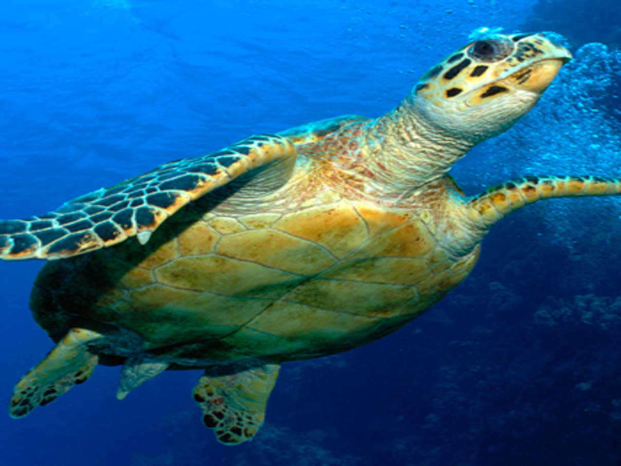 350 MID 225023 Echte Karettschildkroete Eretmochelys imbricata c Nils Aukan WWF Canon Echte Karettschildkröte © Nils Aukan WWF
