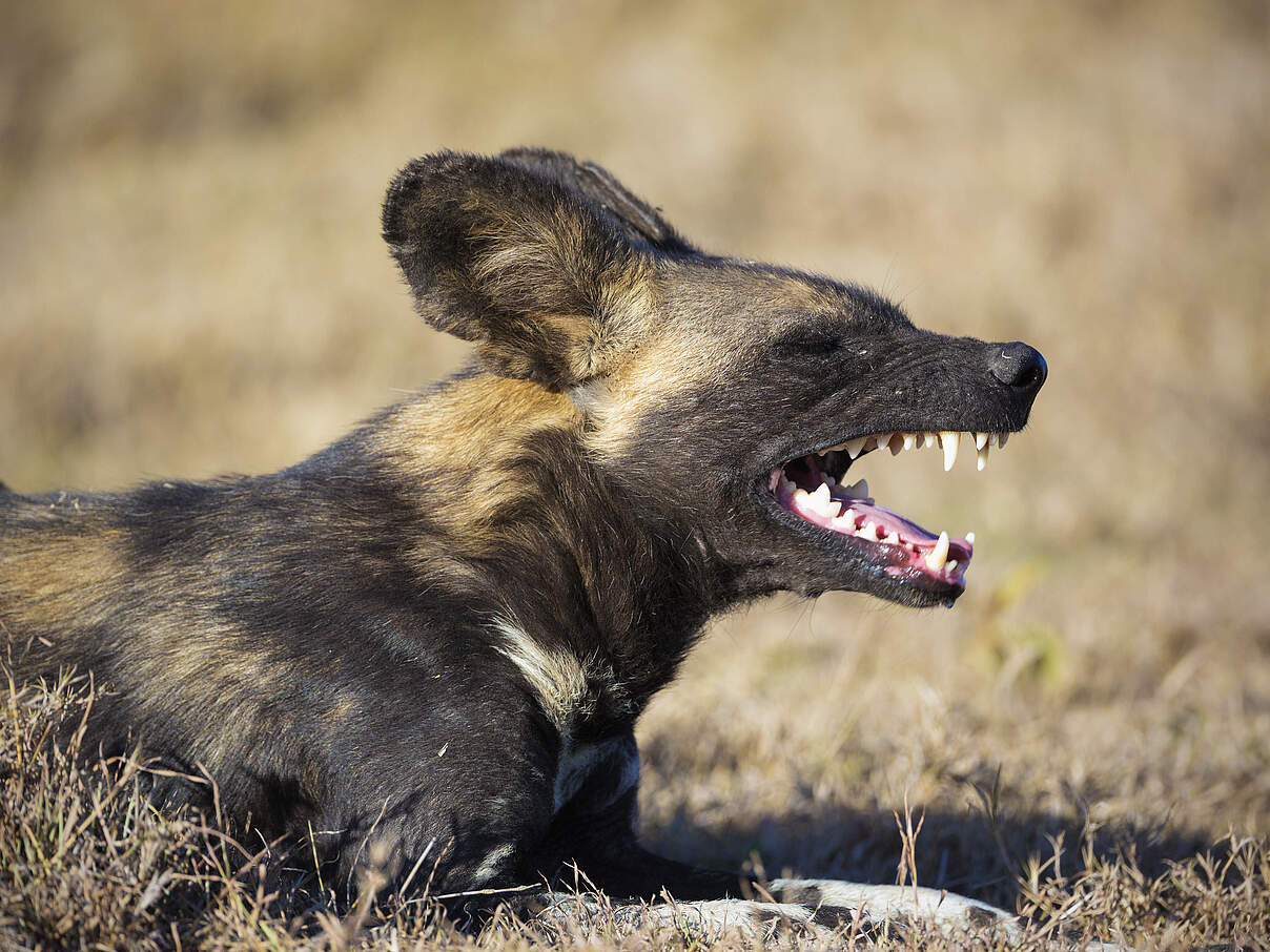 Gefährliche Räuber mit gefährlichem Gebiss © Martin Harvey, WWF