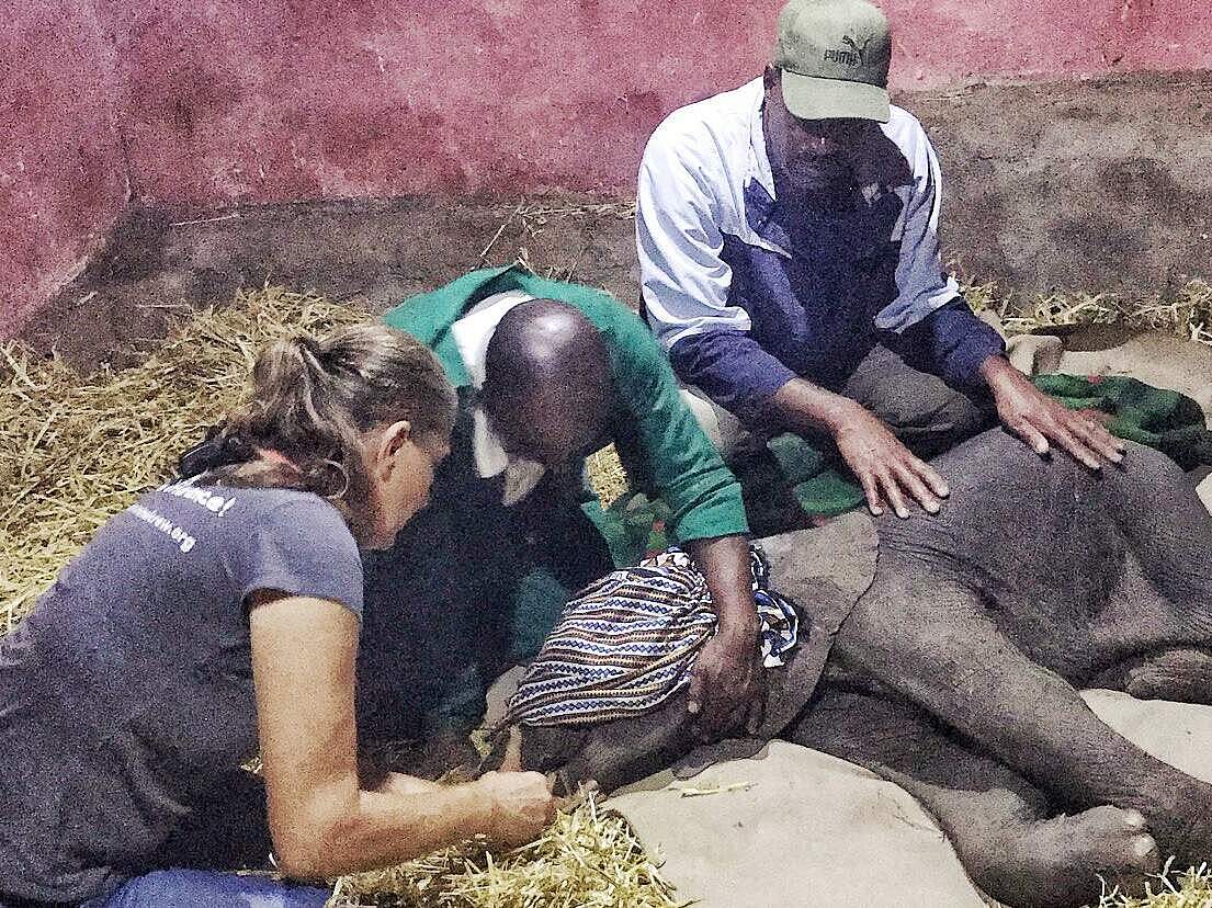 Dem Elefantenbaby wird von erfahreren Ranger:innen geholfen 