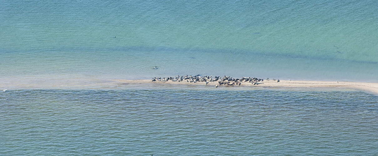 Luftaufnahme der Kegelrobben
