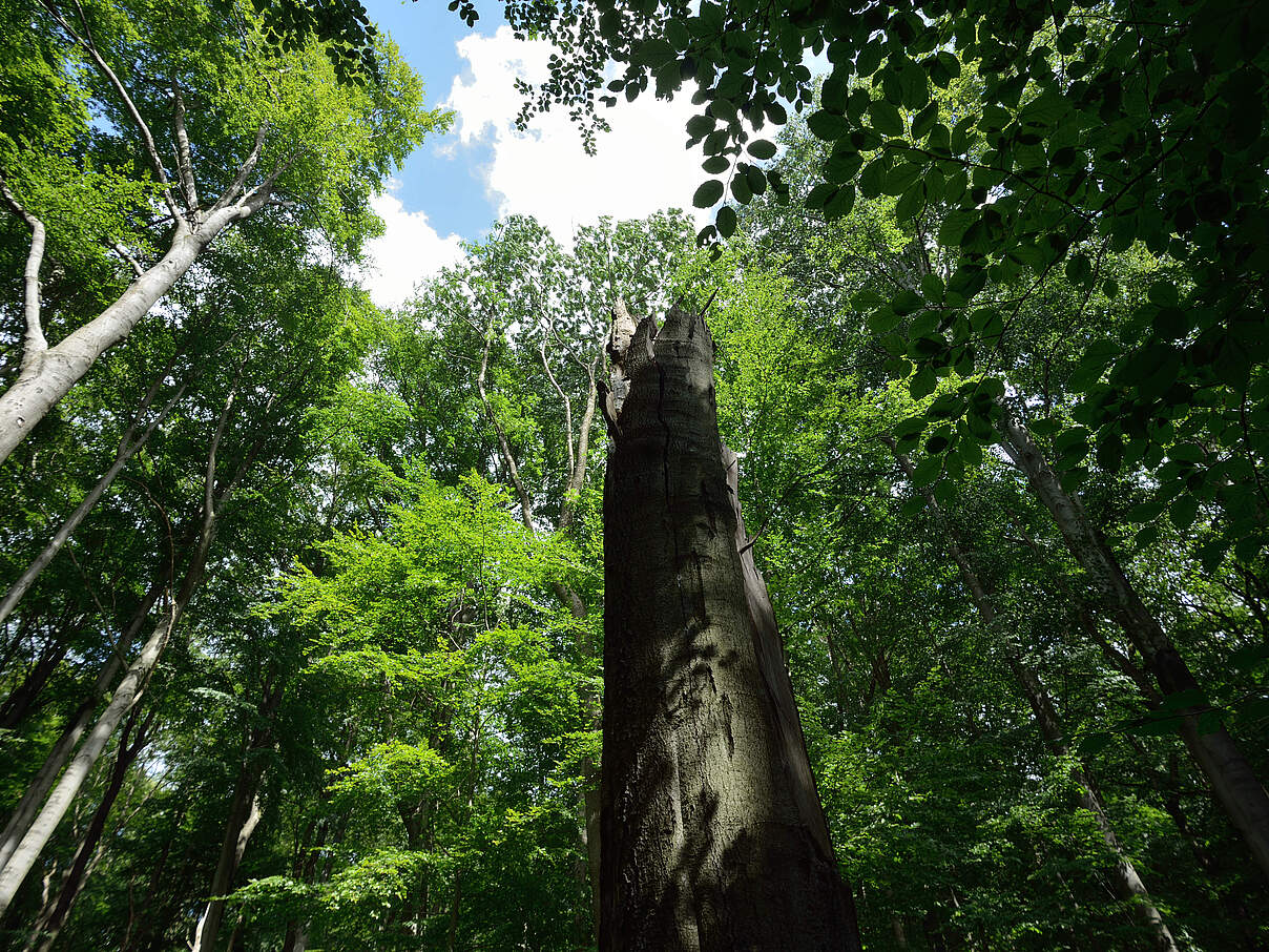 Unsere faszinierenden Wälder © Thomas Stephan / WWF