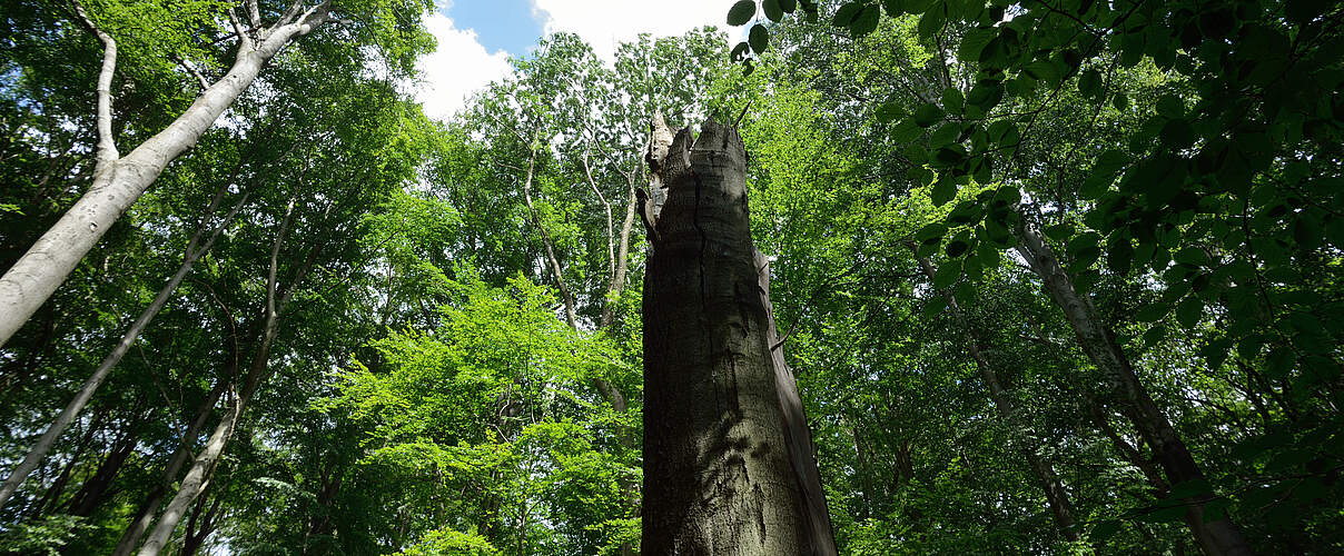 Unsere faszinierenden Wälder © Thomas Stephan / WWF