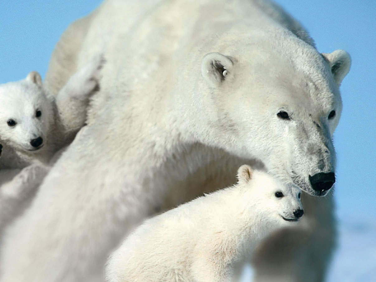 WWF-Urkunde Eisbären © WWF