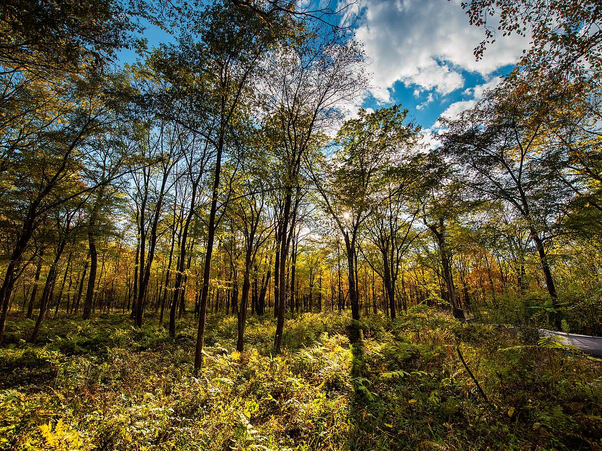 Angepflanzter Nutzwald © Xie Junfeng / WWF Huangnihe