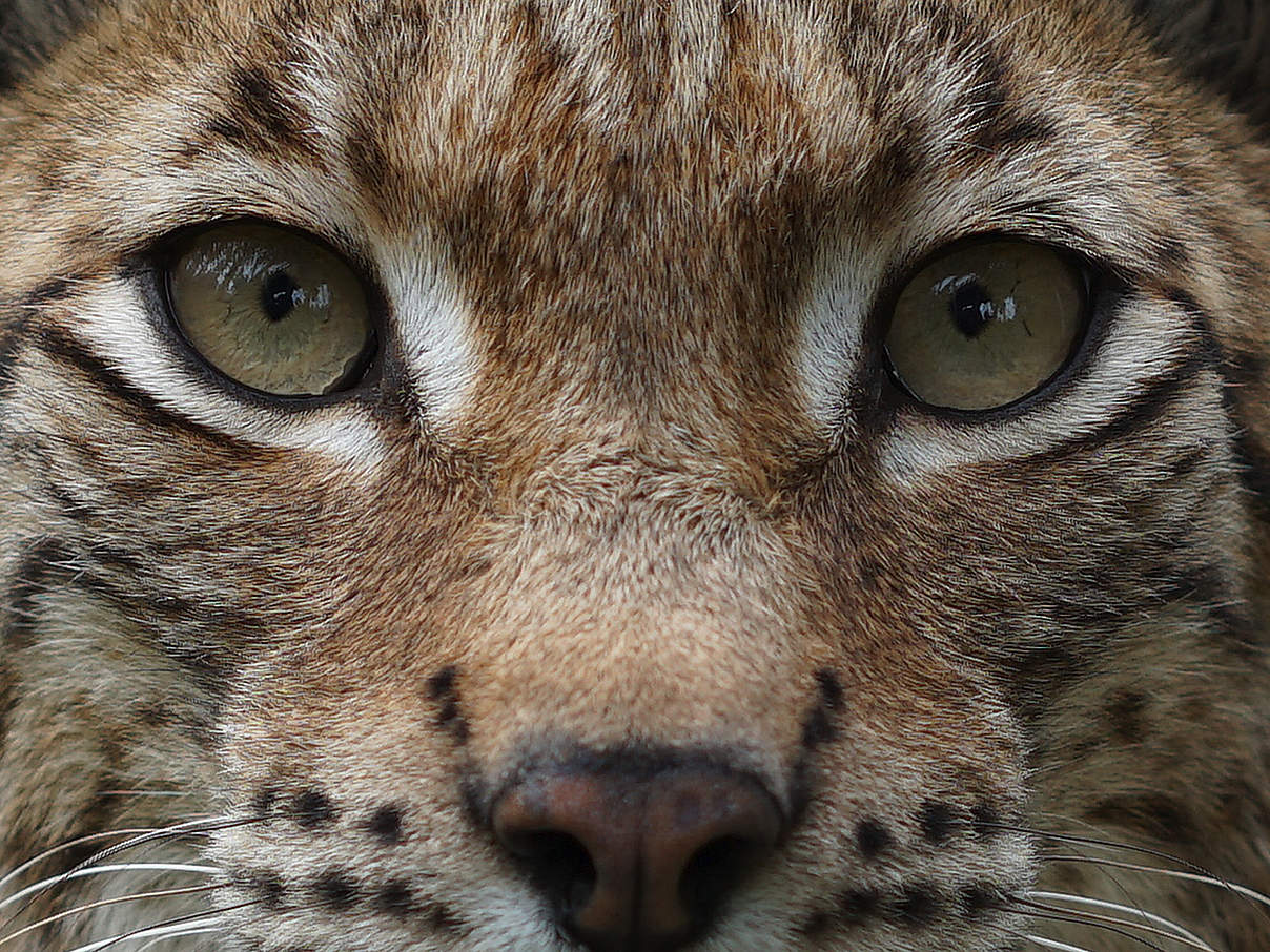Eurasischer Luchs © Robert Günther / WWF