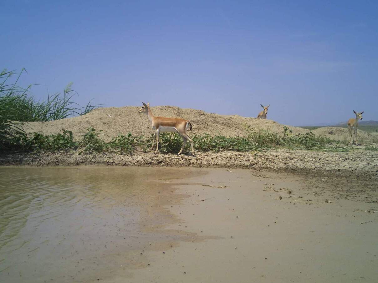 Kamerafallen-Aufnahme von Kropfgazellen an einer angelegten Wasserstelle im Samukhi-Schutzgebiet © WWF