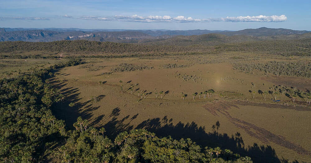 Der Cerrado braucht Hilfe