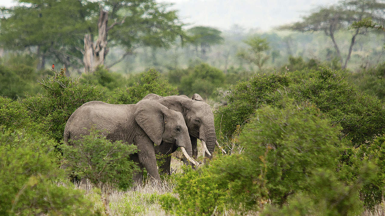 Elefanten im Selous Wildreservat © Thinkstock
