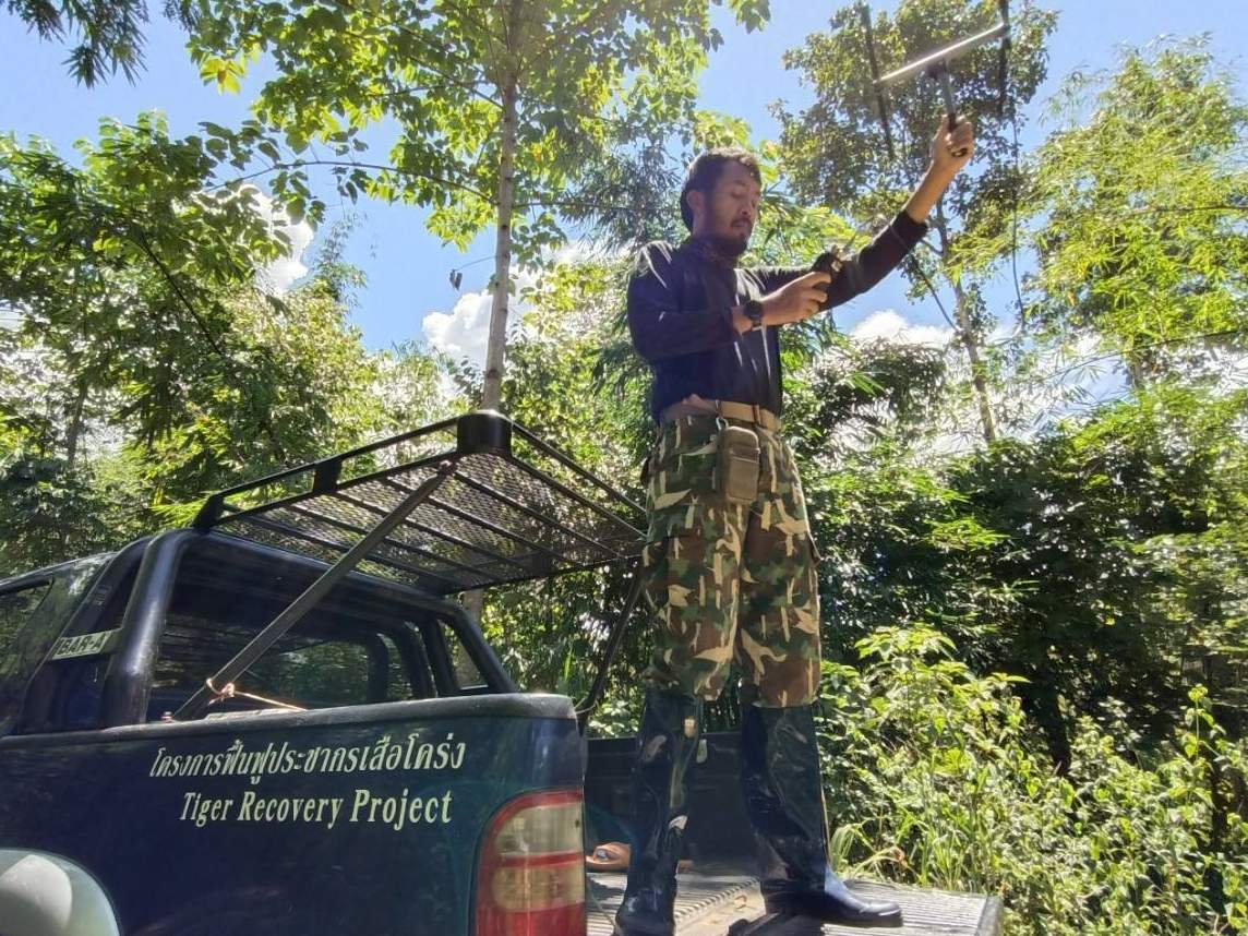 Ranger vom Tiger Recovery Project ortet Beutetiere wie Sambar-Hirsche © WWF Thailand