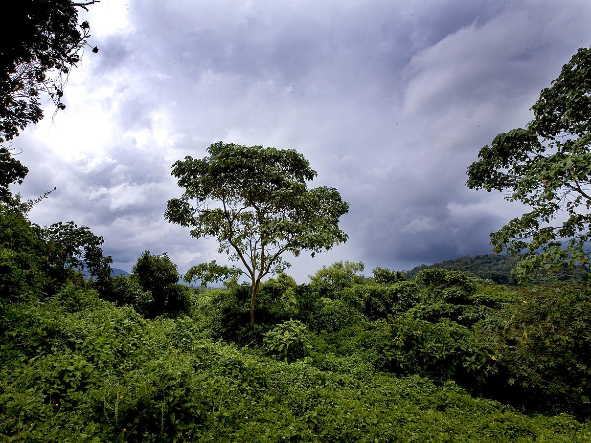 Ein Waldstück im Virunga Nationalpark in der Demokratischen Republik Kongo © Kate Holt / WWF-UK