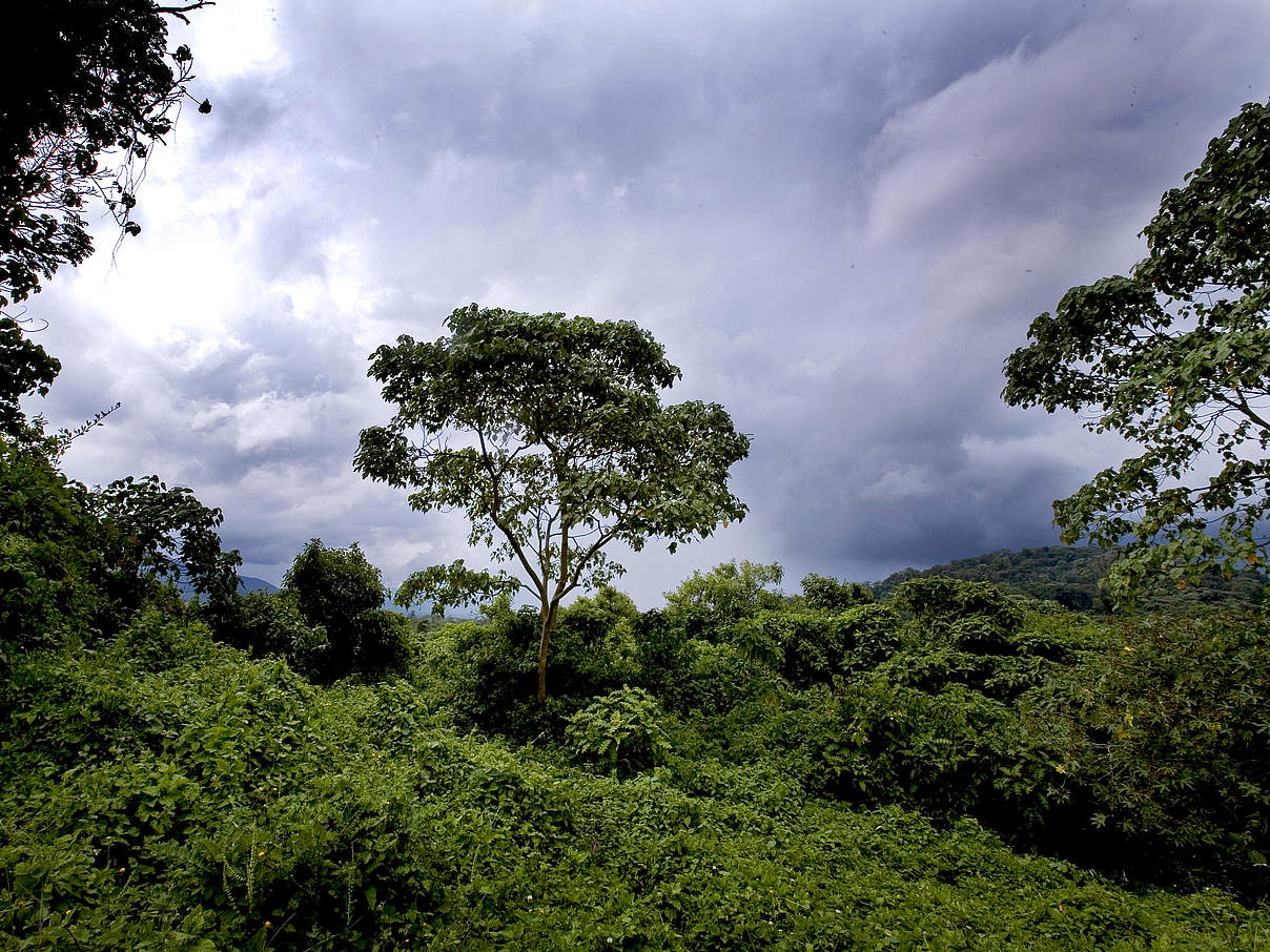 Ein Waldstück im Virunga Nationalpark in der Demokratischen Republik Kongo © Kate Holt / WWF-UK Ein Waldstück im Virunga Nationalpark in der Demokratischen Republik Kongo © Kate Holt / WWF-UK