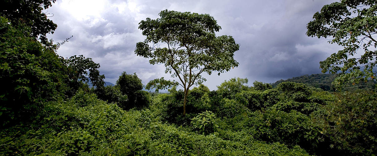 Ein Waldstück im Virunga Nationalpark in der Demokratischen Republik Kongo © Kate Holt / WWF-UK