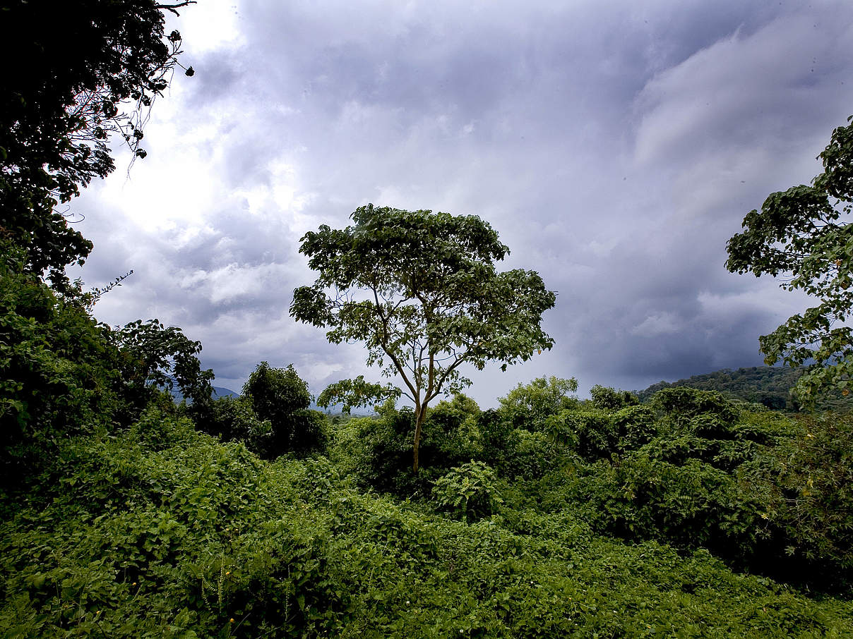 Ein Waldstück im Virunga Nationalpark in der Demokratischen Republik Kongo © Kate Holt / WWF-UK