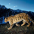 Schneeleopard. © National Geographic Stock / Steve Winter / WWF