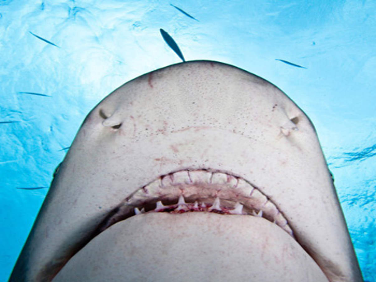 350 Lemon shark Negaprion brevirostris c naturepl.com David Fleetham WWF Canon Zitronenhai © naturepl.com / David Fleetham / WWF