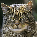 Wildkatze © David Lawson / WWF UK