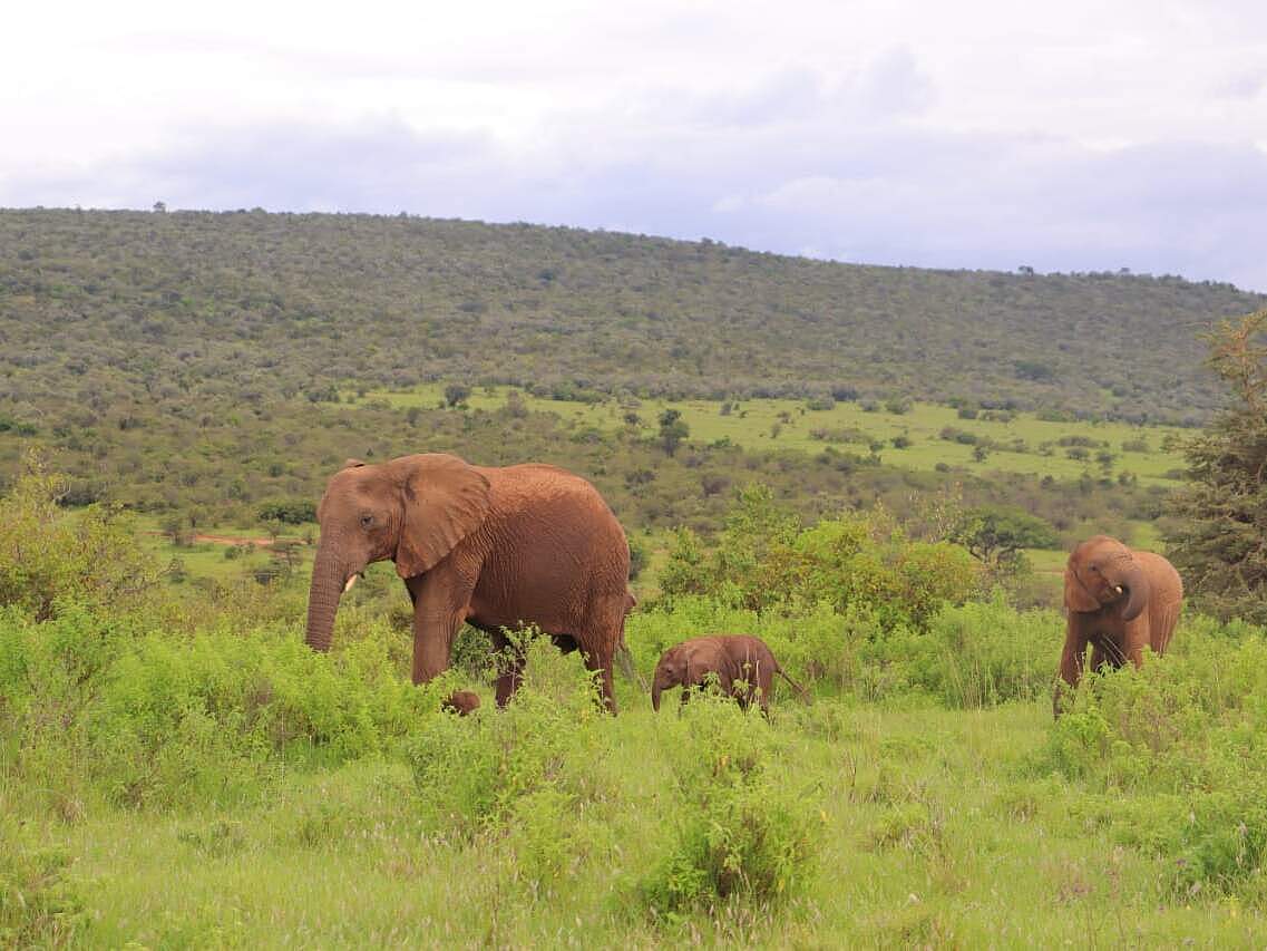 Die kleinen Elefantenbabies brauchen die Nähe der Mutter sehr lange Zeit © WWF Kenia