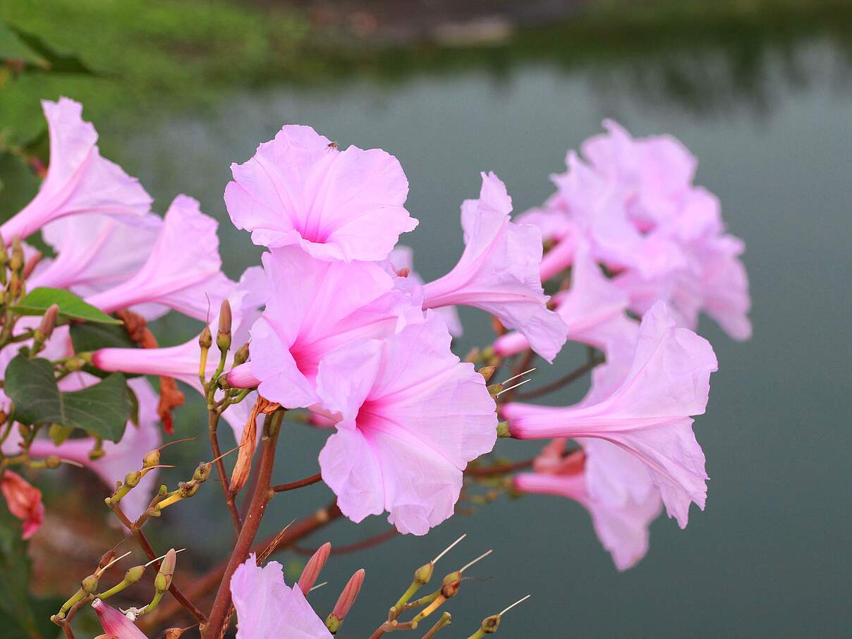Pinke Ipomoea carnea