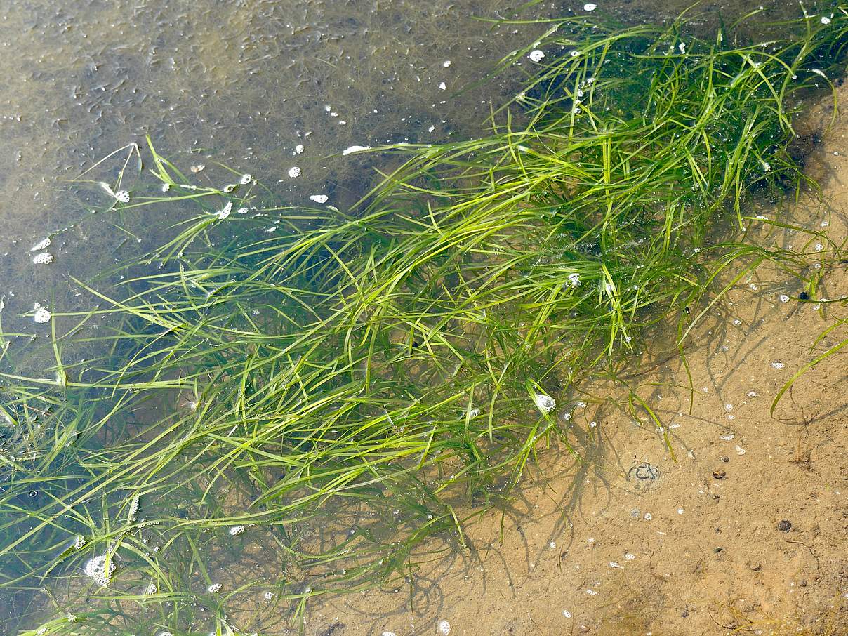 Seegras © Hans-Ulrich Rösner / WWF Seegras © Hans-Ulrich Rösner / WWF
