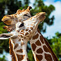 Rothschild-Giraffen © Shutterstock / Rob Hainer / WWF-Sweden