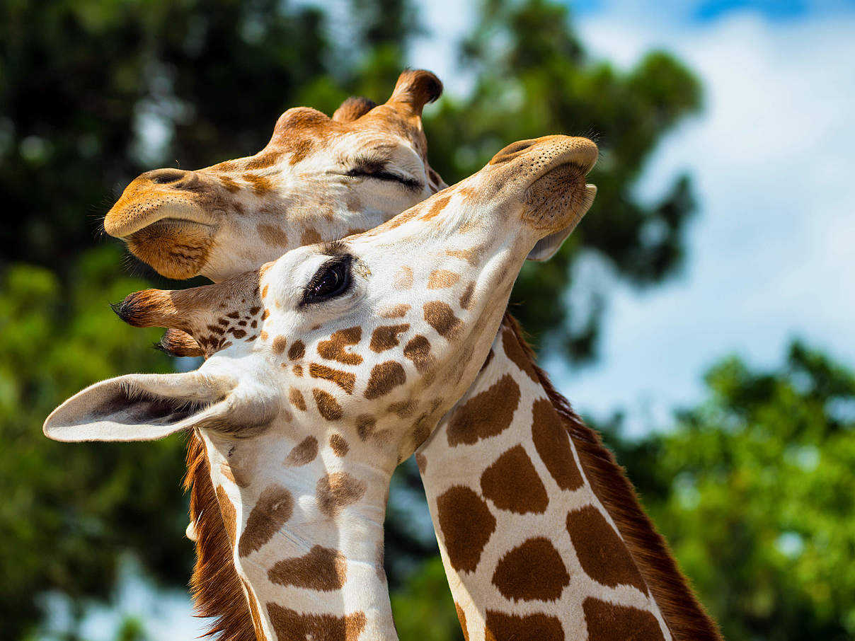 Rothschild-Giraffen © Shutterstock / Rob Hainer / WWF-Sweden