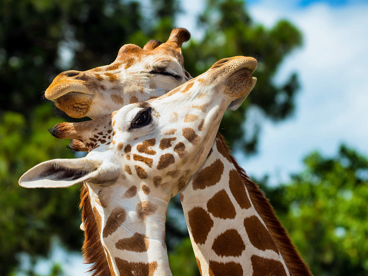 Rothschild-Giraffen © Shutterstock / Rob Hainer / WWF-Sweden