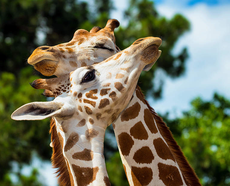 Rothschild-Giraffen © Shutterstock / Rob Hainer / WWF-Sweden