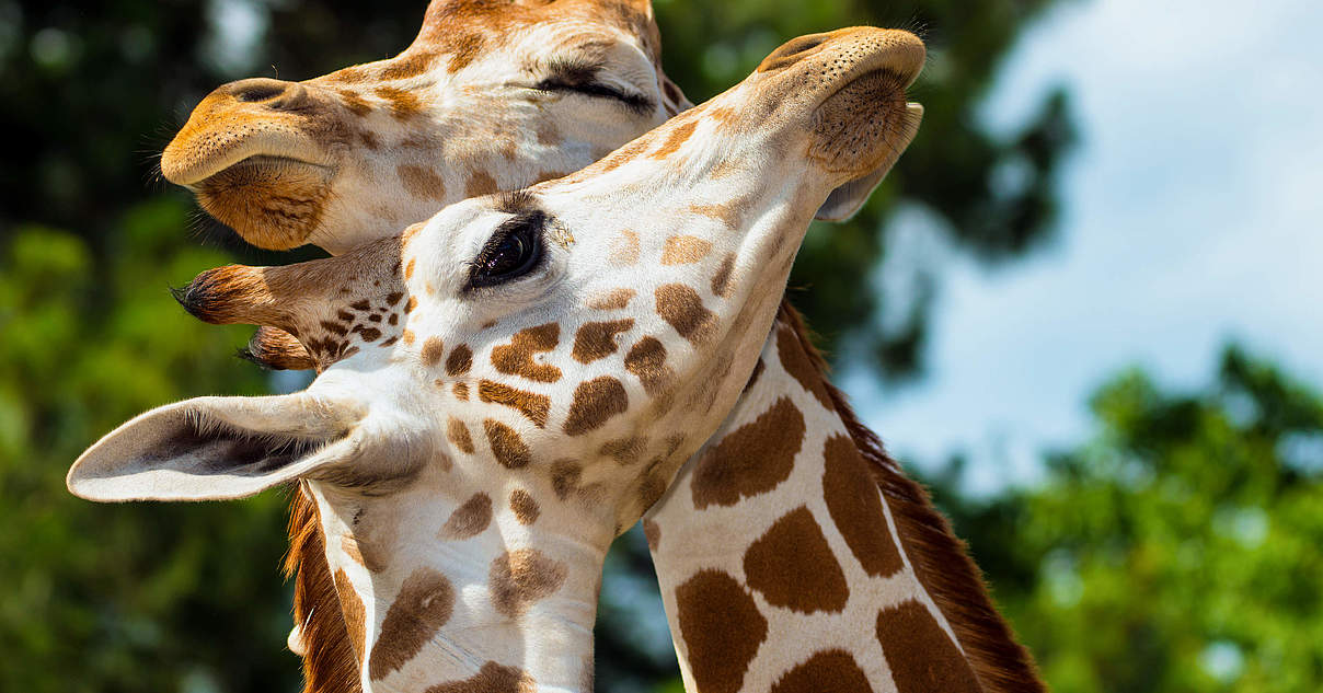 Giraffen Bedrohte Savannenbewohner WWF