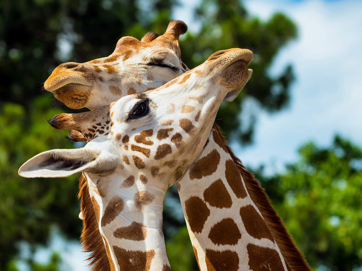 Rothschild-Giraffen © Shutterstock / Rob Hainer / WWF-Sweden