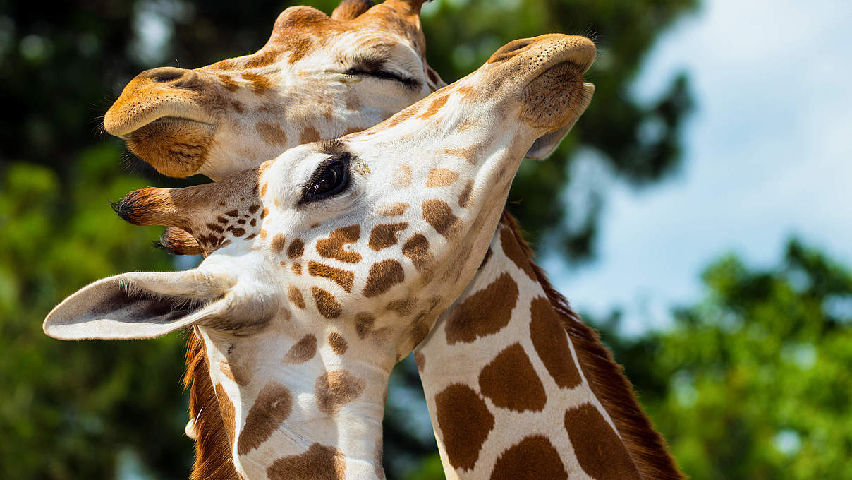 Rothschild-Giraffen © Shutterstock / Rob Hainer / WWF-Sweden
