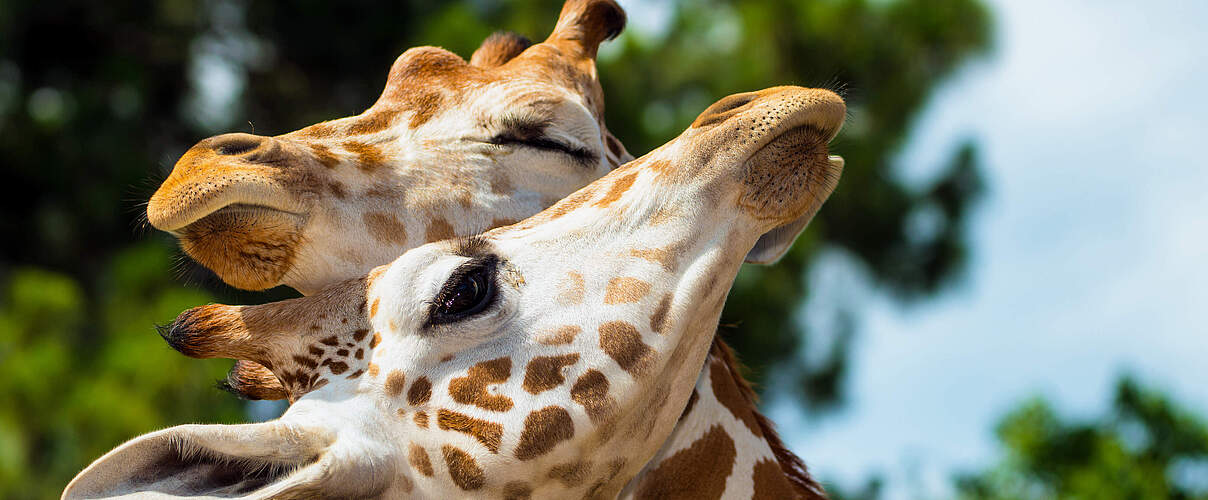Rothschild-Giraffen © Shutterstock / Rob Hainer / WWF-Sweden