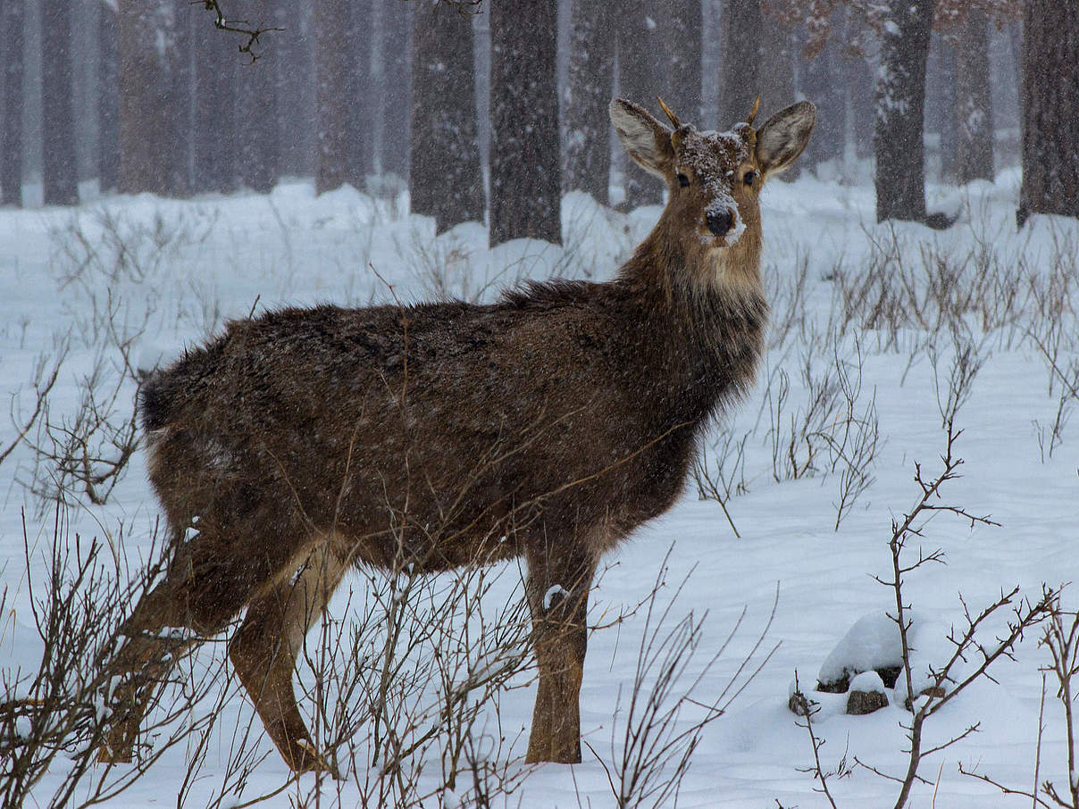 Sikahirsch © Diana Rudenko / WWF