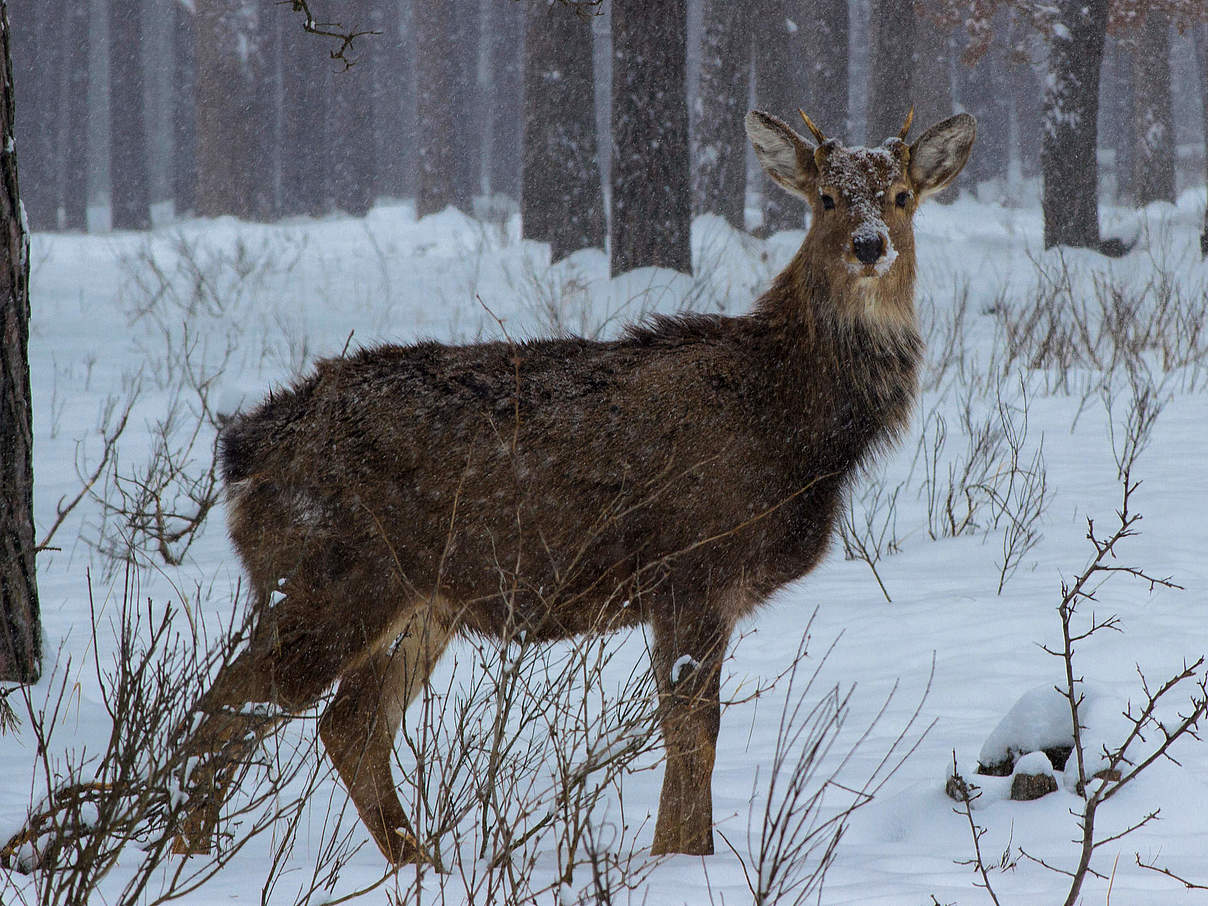 Sikahirsch © Diana Rudenko / WWF