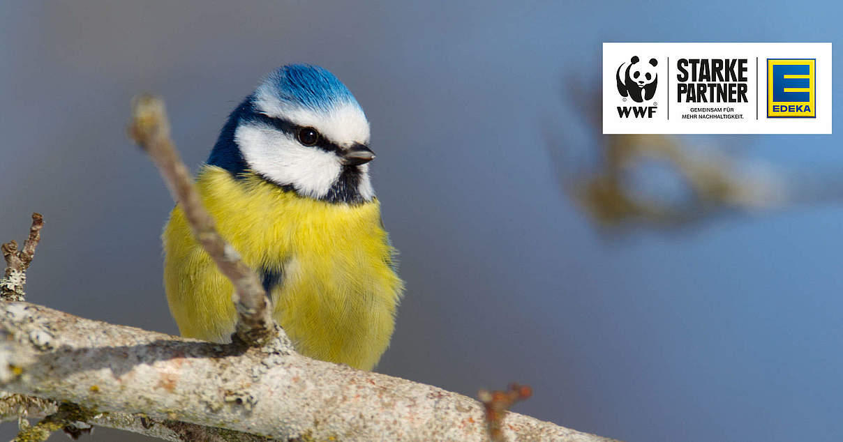 Modellprojekt Landwirtschaft für Artenvielfalt | WWF