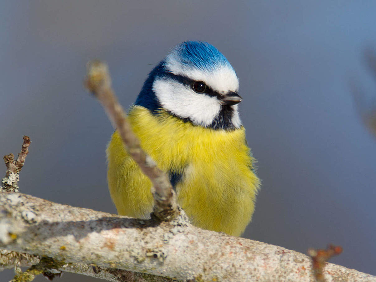 Vogel mit EDEKA Logo © Ola Jennersten / WWF Schweden