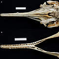 Schädel und Kiefer des neu entdeckten Araguaia Delfins © plosbiology.org