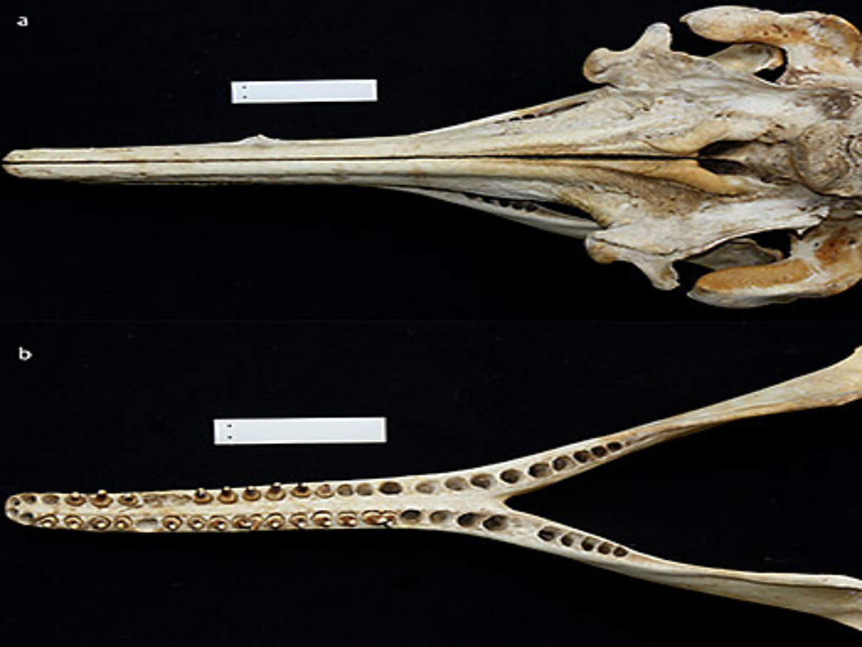 Schädel und Kiefer des neu entdeckten Araguaia Delfins © plosbiology.org
