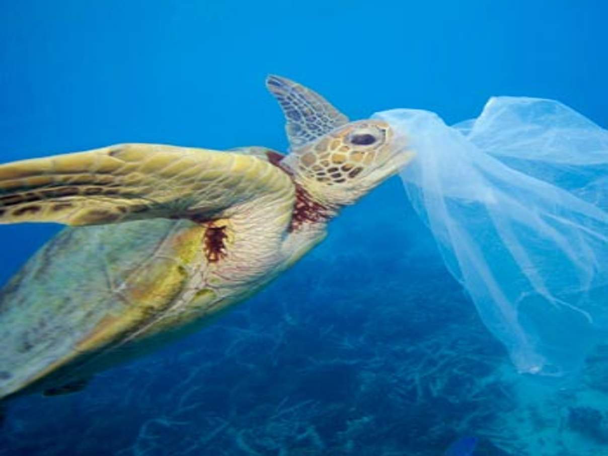 Grüne Meeresschildkröte mit Plastiktüte © Troy Mayne