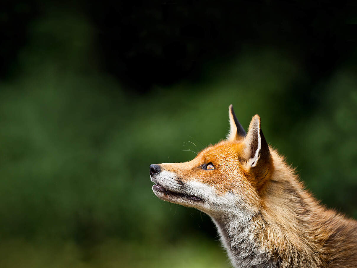 Fuchs © Pete Denness / iStock / Getty Images