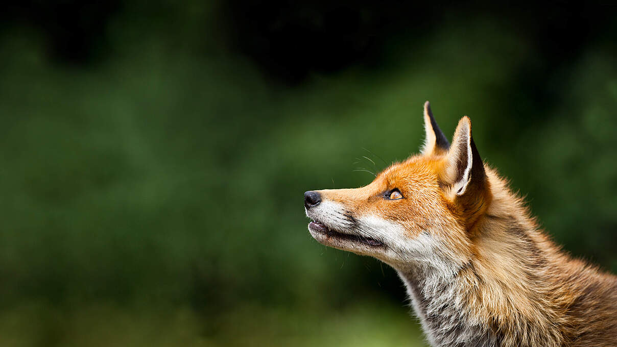 Fuchs © Pete Denness / iStock / Getty Images