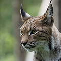 Luchs in Deutschland © Robert Günther / WWF